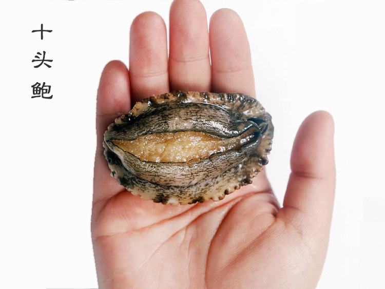 10头鲍