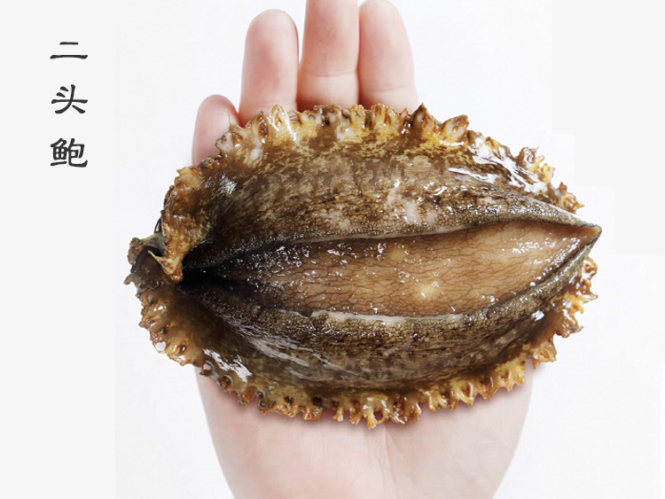 2头鲍