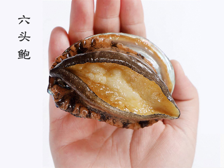 6头鲍